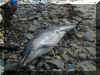 Common Dolphin Chouet.jpg (132739 bytes)
