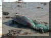 Dolphin at Fort Hommet full image.jpg (113677 bytes)
